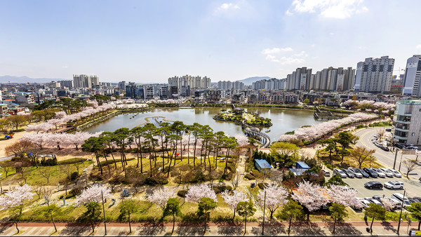 [포토] 충남 서산 중앙호수공원에 벚꽃이 활짝